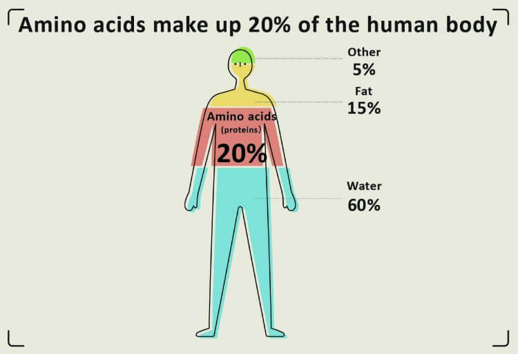 Amino Acids