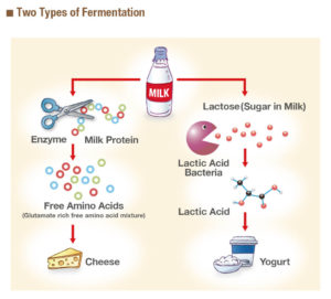 two types of fermentation