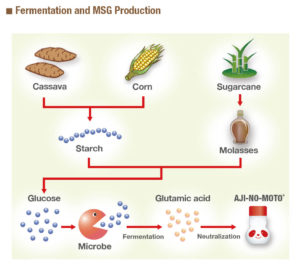 fermentation and msg production