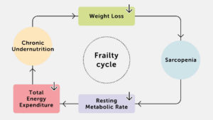 Frailty Cycle